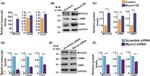Calponin 1 Antibody in Western Blot (WB)