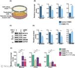 Calponin 1 Antibody in Western Blot (WB)