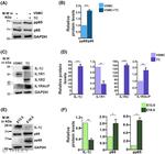 IL-1RAcP Antibody in Western Blot (WB)