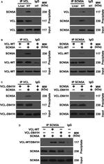 Vinculin Antibody in Western Blot (WB)