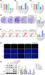 Bcl-2 Antibody in Western Blot (WB)