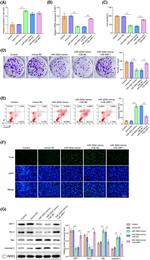 Bcl-2 Antibody in Western Blot (WB)