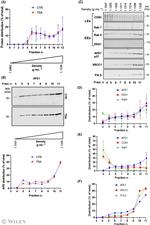 XRCC1 Antibody in Western Blot (WB)