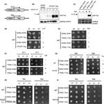 Tau Antibody in Western Blot (WB)