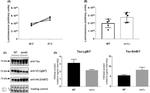 Tau Antibody in Western Blot (WB)