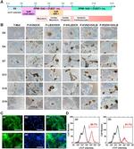 Cardiac Troponin T Antibody in Immunocytochemistry (ICC/IF)