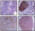 Flotillin 2 Antibody in Immunohistochemistry (IHC)