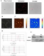 Annexin V Antibody in Western Blot (WB)