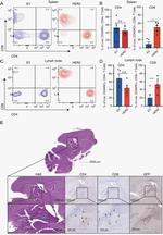 CD8 Antibody in Immunohistochemistry (IHC)