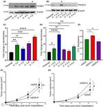 PIK3CA Antibody in Western Blot (WB)