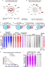 c-Fos Antibody in ChIP Assay (ChIP)