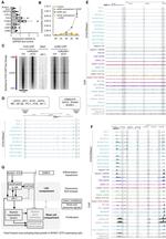 c-Fos Antibody in ChIP Assay (ChIP)