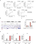 GATA4 Antibody in ChIP Assay (ChIP)