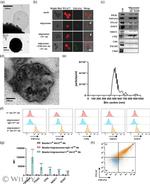 ITGA5 Antibody in Flow Cytometry (Flow)