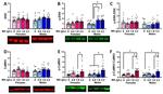 ERK1/ERK2 Antibody in Western Blot (WB)