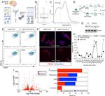 GAPDH Loading Control Antibody in Western Blot (WB)