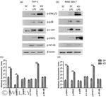 beta Actin Loading Control Antibody in Western Blot (WB)