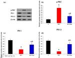 PD-1 Antibody in Western Blot (WB)
