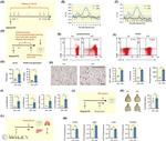 CD11b/c Antibody in Flow Cytometry (Flow)