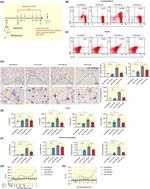 CD11b/c Antibody in Flow Cytometry (Flow)