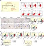CD11b/c Antibody in Flow Cytometry (Flow)
