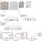 FGF13 Antibody in Western Blot (WB)