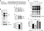 IL-6 Receptor Antibody in Western Blot (WB)