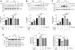 IL-6 Receptor Antibody in Western Blot (WB)