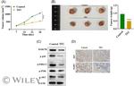RAB27B Antibody in Western Blot, Immunohistochemistry (WB, IHC)