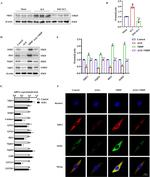 Nrf2 Antibody in Immunocytochemistry (ICC/IF)