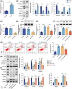 Aggrecan Antibody in Western Blot (WB)