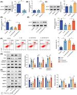 Aggrecan Antibody in Western Blot (WB)