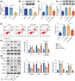 Aggrecan Antibody in Western Blot (WB)