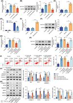 NOTCH1 Antibody in Western Blot (WB)