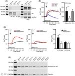 SRC Antibody in Western Blot (WB)