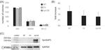SynGAP Antibody in Western Blot (WB)