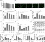 S1P1 Antibody in Western Blot (WB)