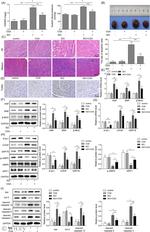 S1P1 Antibody in Western Blot (WB)