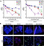 HSV Type 1 (strain F) Antibody in Immunocytochemistry (ICC/IF)