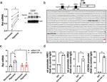 HIF1A Antibody in ChIP Assay (ChIP)