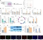 SETD2 Antibody in ChIP Assay (ChIP)