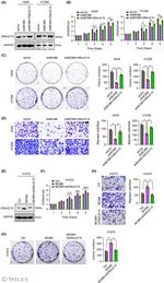 DNAJC10 Antibody in Western Blot (WB)