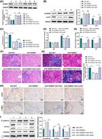 JMJD2C Antibody in Western Blot (WB)
