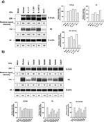 SARS-CoV-2 Spike Protein S2 Antibody in Western Blot (WB)
