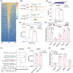 AGO2 Antibody in ChIP Assay (ChIP)