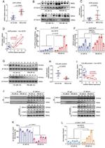 AHR Antibody in ChIP Assay (ChIP)