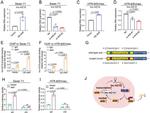 AHR Antibody in ChIP Assay (ChIP)