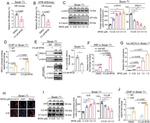 AHR Antibody in ChIP Assay (ChIP)