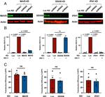 MAVS Antibody in Western Blot (WB)
