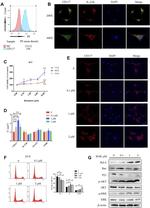 IL21R Antibody in Immunocytochemistry (ICC/IF)